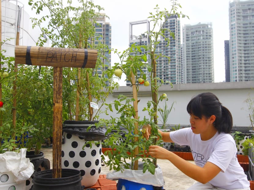 S’pore’s 1st rooftop farm aims to supply produce to F&B outlets