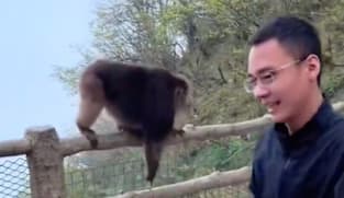 Man banned 3 years for pushing endangered monkey off ledge at China UNESCO site