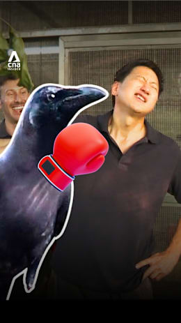 We’re trying to control crows — and they’re winning