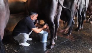 Why India’s farmers are worried about US push to export dairy, grain products