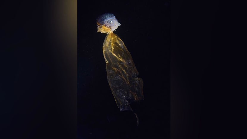 Singaporean photographer clinches top prize at global competition with image of mollusk and plastic bag 