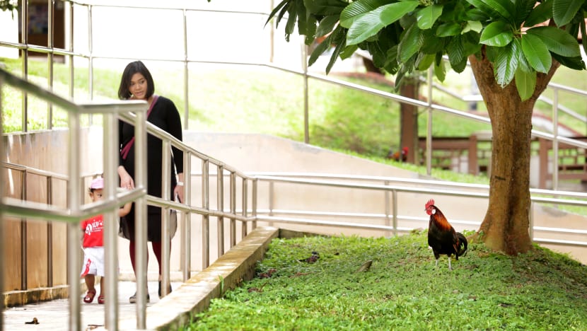 Chicken-culling issue ought to have been better managed: AVA