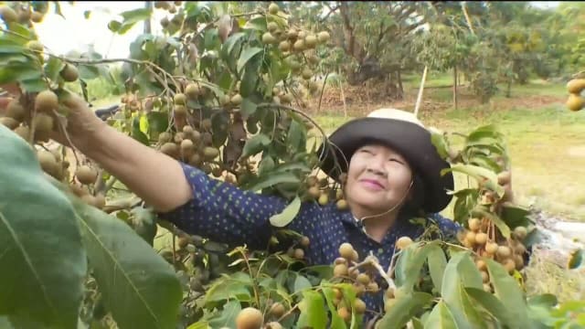 泰国各个政党竞相承诺 要为选民改善经济现状