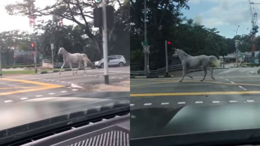Runaway horse stuns road users in Bukit Timah; it was recaptured within 15 minutes