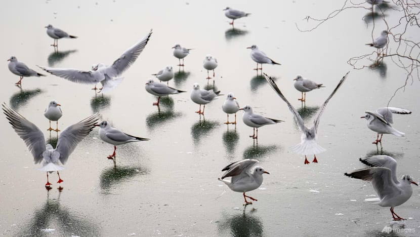 Noisy humans harm birds and affect breeding success: Study