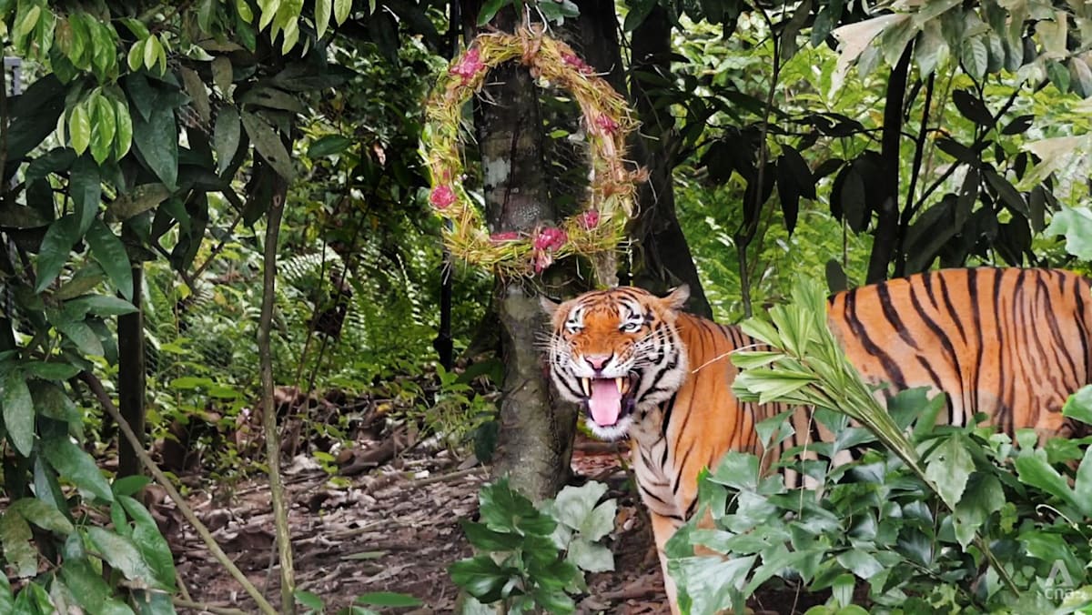 Watch tigers and sun bears unwrap gifts as part of festive celebrations at Mandai Wildlife Reserve