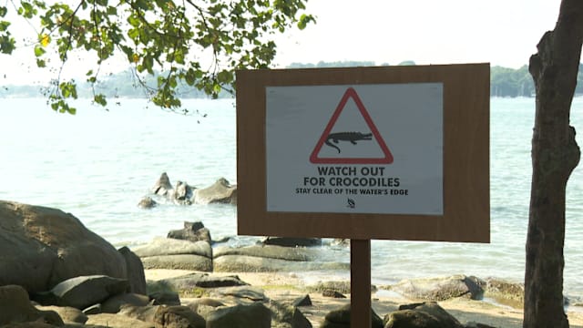 乌敏岛传鳄鱼出没  访客量不受影响