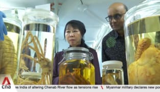 Lee Kong Chian Natural History Museum plans expansion as it marks 10th anniversary