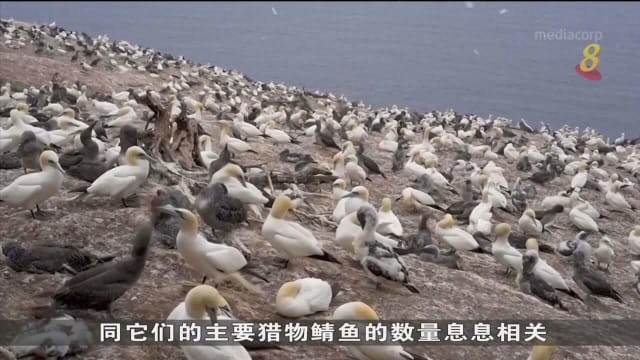 气候变化影响生态环境 北方塘鹅生存受影响