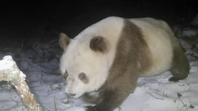 时隔六年 中国第11次发现野生棕色大熊猫