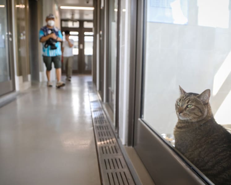New and improved animal quarantine centre near Chua Chu Kang to better monitor imported pets’ health