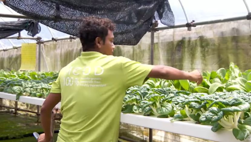 SG labur S$40.5 juta tingkat keselamatan, kemampanan & daya inovasi agromakanan