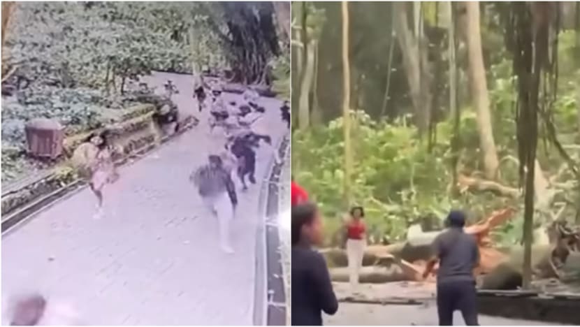 Tree collapses at Bali’s Sacred Monkey Forest, killing two tourists