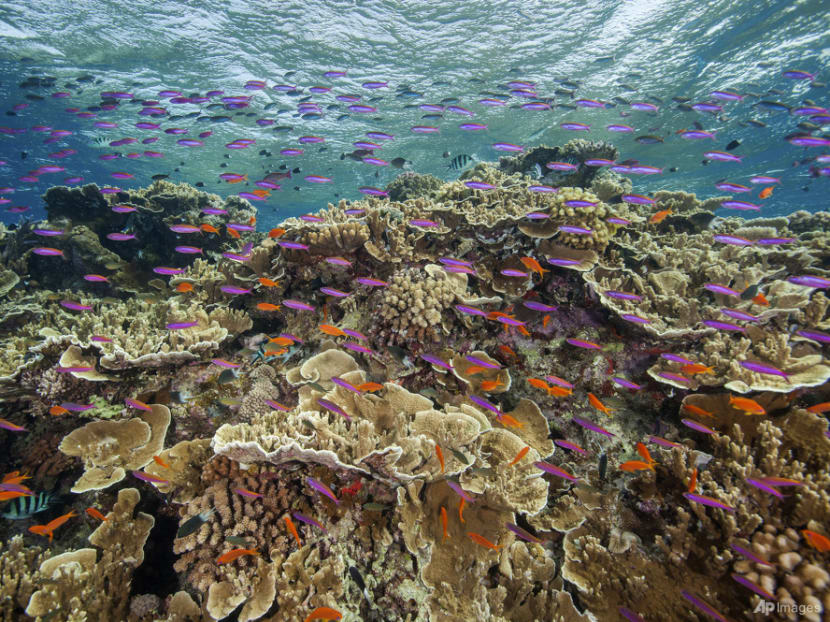 Australia pledges US$704 million to save Great Barrier Reef