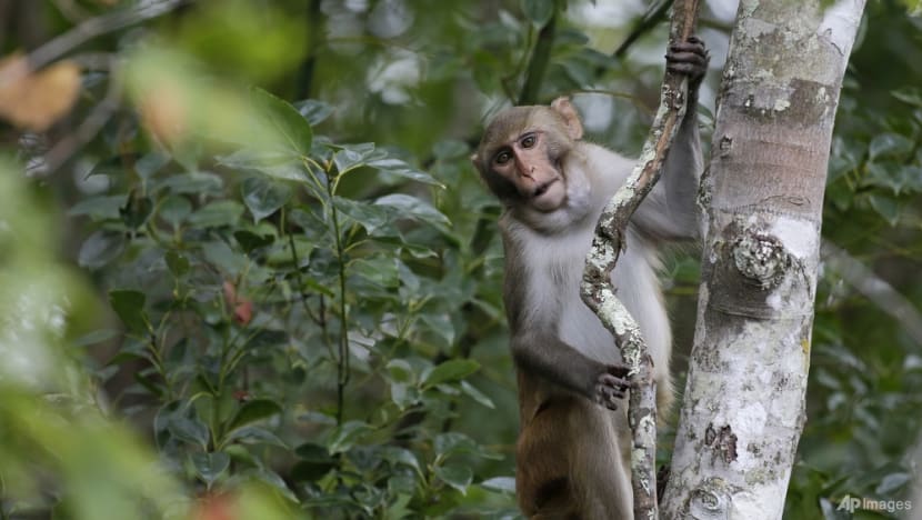 Monkeys in Punggol: 50 trapped by NParks in 2024, majority sterilised Monkeys in Punggol: 50 trapped by NParks in 2024, majority sterilised