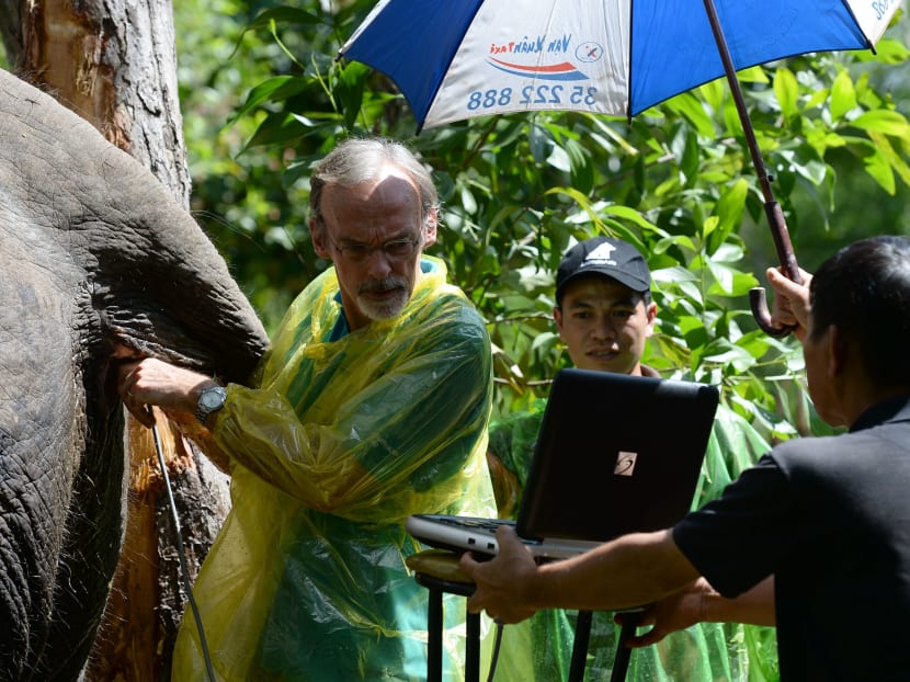 Survival of the unfittest: Vietnam’s disappearing elephants