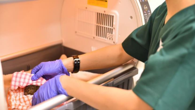 New rehabilitation centre to treat and care for wild animals in Singapore