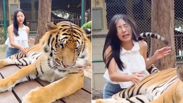老虎不发威你当我是病猫！网美伸手摸老虎肚子惨被“巴头”