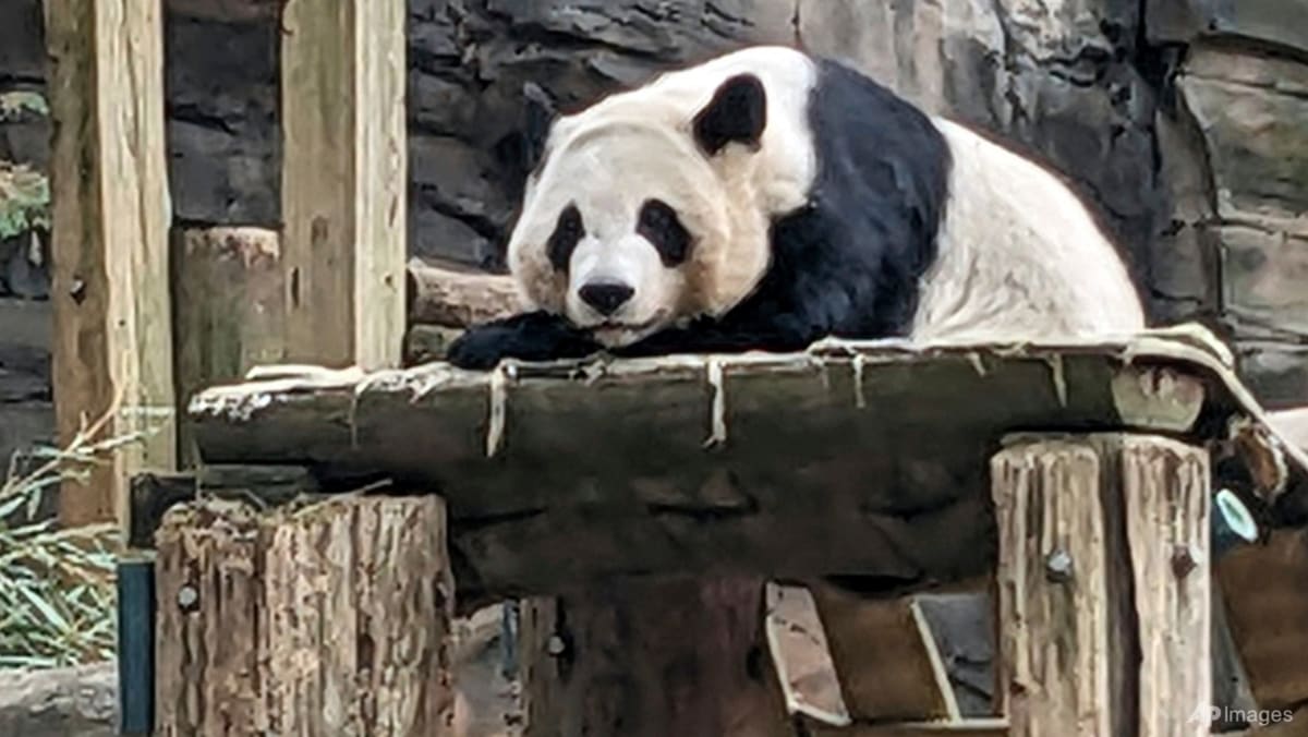 'Panda bond' continues as China sends giant pandas to US zoo