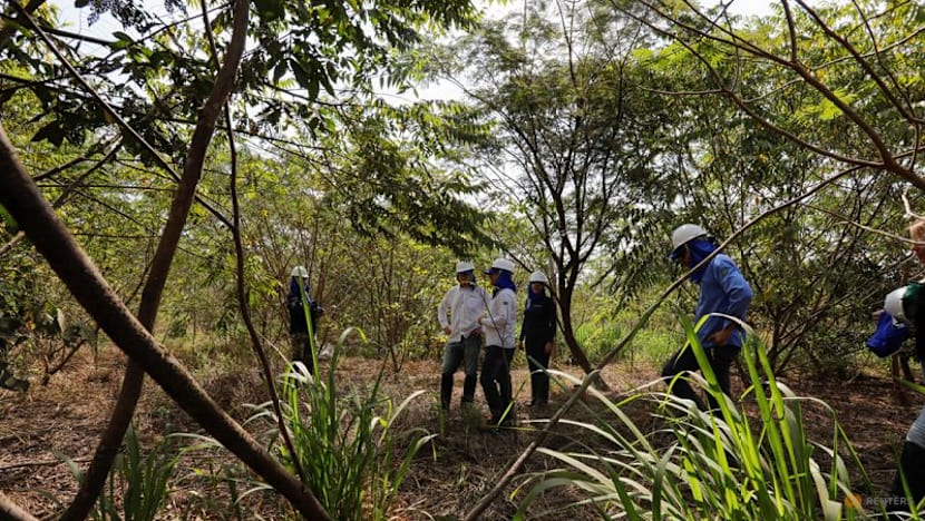 Exclusive-Google deal makes Amazon reforestation its top source of carbon removal credits