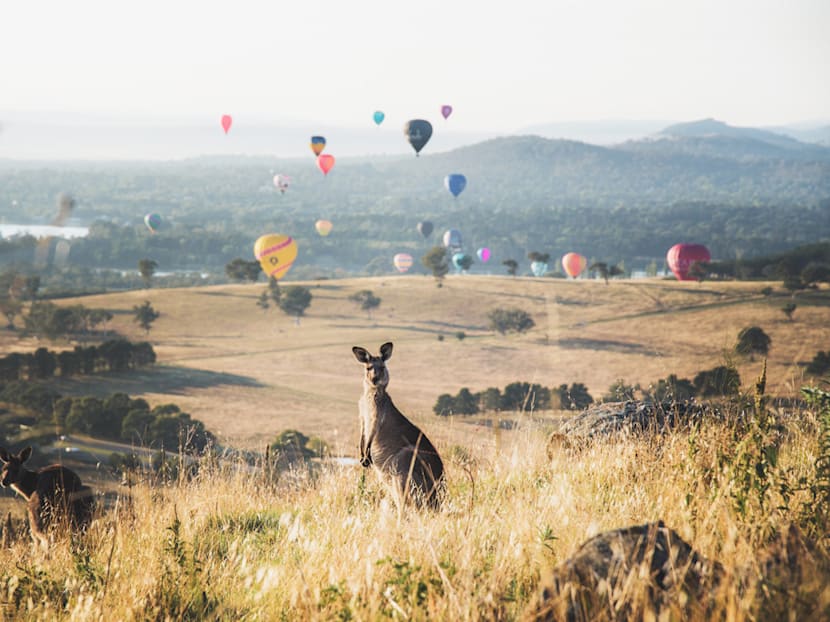 Canberra: Where city culture meets scenic wildlife