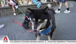 Hong Kong's new dog-friendly restaurant scheme to begin in July