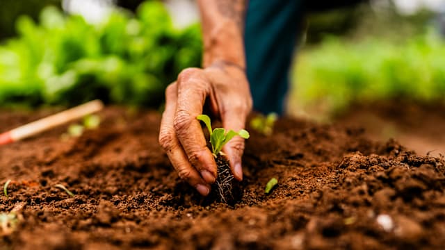 扎吉哈：保持粮食库存充足 多管齐下强化新加坡粮食韧性