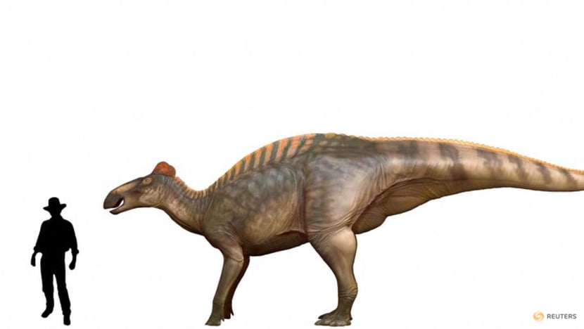 Wyoming dinosaur 'mummies' reveal a surprise: hoofed feet