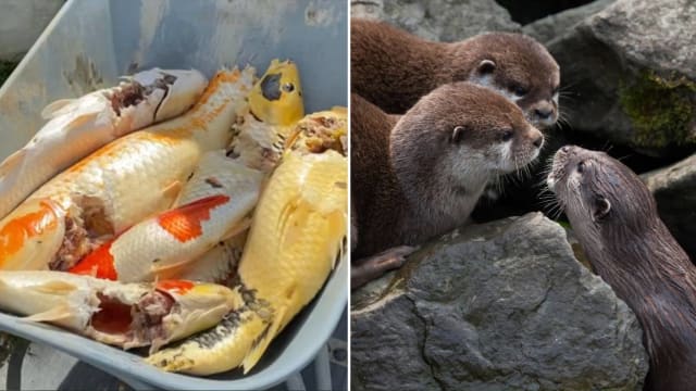水獭“洗劫”高文私宅锦鲤池 公园局：建议屋主鱼池筑围栏