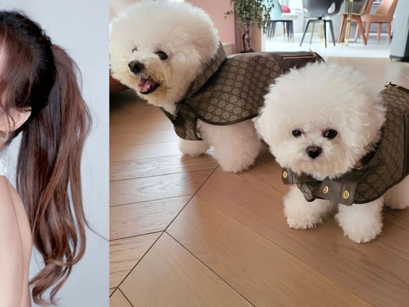 Jolin Tsai Dresses Her Dogs In Gucci Outfits That Cost More Than Regular Human Clothes