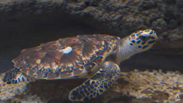 8 hawksbill turtles under specialist care in Singapore conservation programme