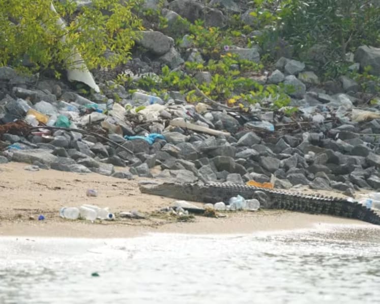 Crocodile spotted on Marina East beach to be put down over public safety concerns