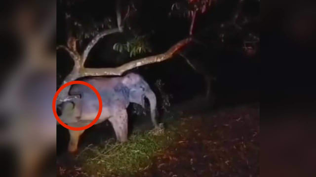 恼怒果味飘香却吃不着？ 野象“飞”脚踢树上榴梿