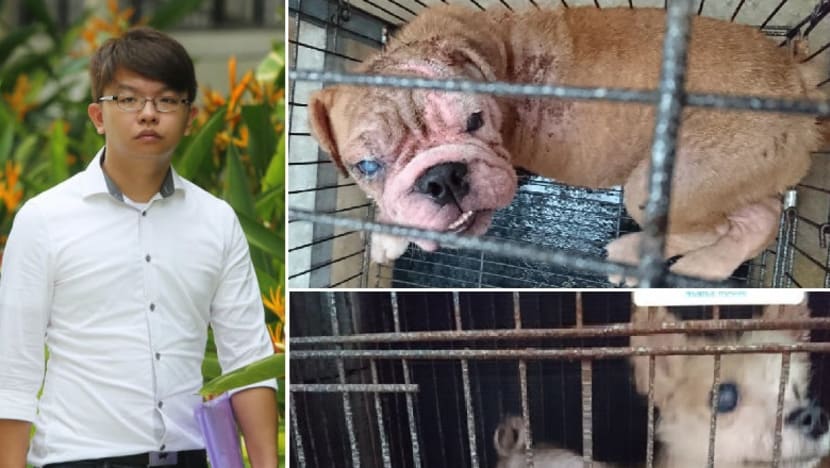Pet farm owner fined S$180,000, disqualified from running animal-related business