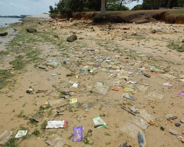 Up to 600 tonnes of fish lost to algal bloom: AVA