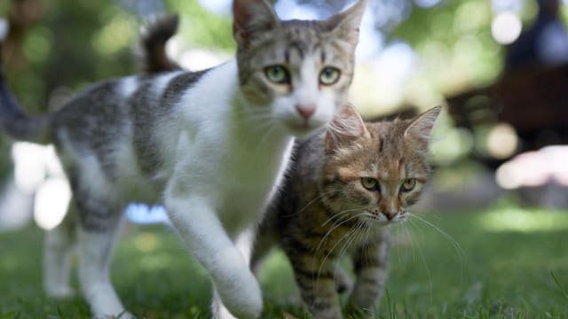 韩国男子领养两只流浪猫后当天杀死他们 
