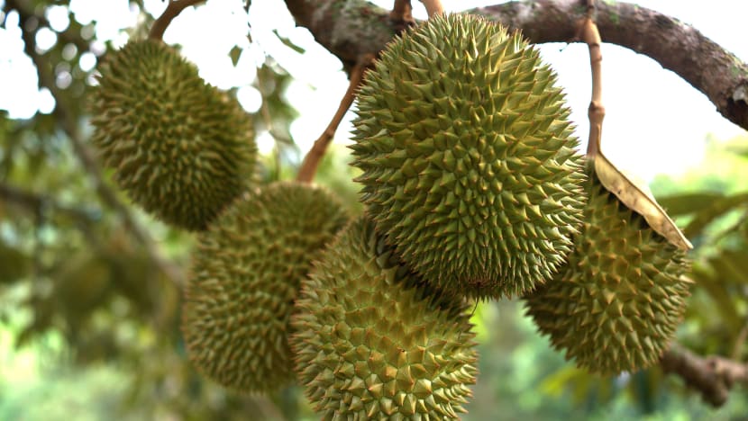 Police alerted to fight in Mandai, found 11 people had entered protected area to pick durians