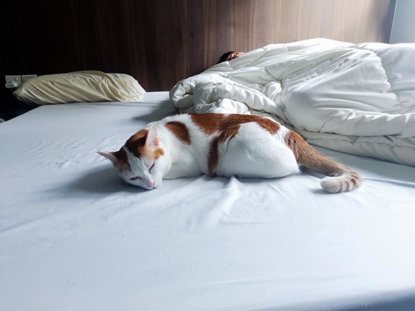 Soiled sheets, broken sleep? Some S'poreans shrug off hassles to share bedrooms with beloved pets Soiled sheets, broken sleep? Some S'poreans shrug off hassles to share bedrooms with beloved pets