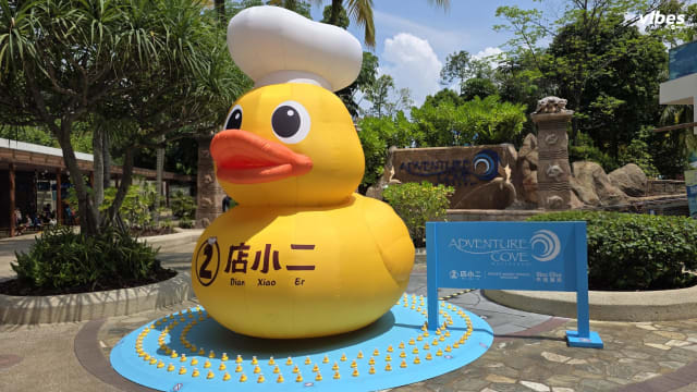 到Adventure Cove Waterpark寻“小二鸭”踪迹！