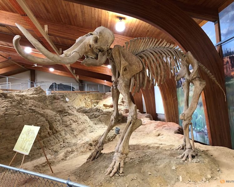 Study shows prehistoric people targeted female mammoths
