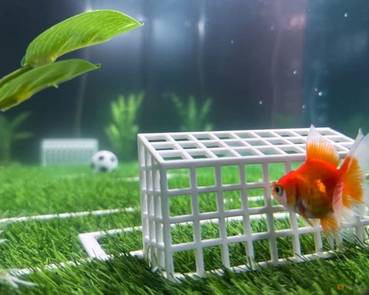 Goldfish Swimbappe's World Cup predictions make a splash in Toronto