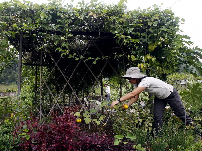 NParks adds more slots for Pasir Panjang Nursery tour