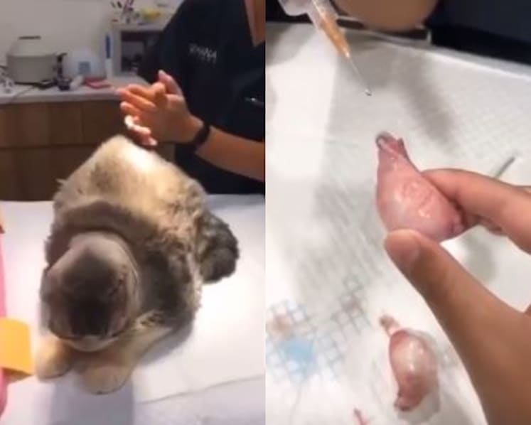 Authorities looking into case of misbehaving nurses, pet clinic hit by cancellations
