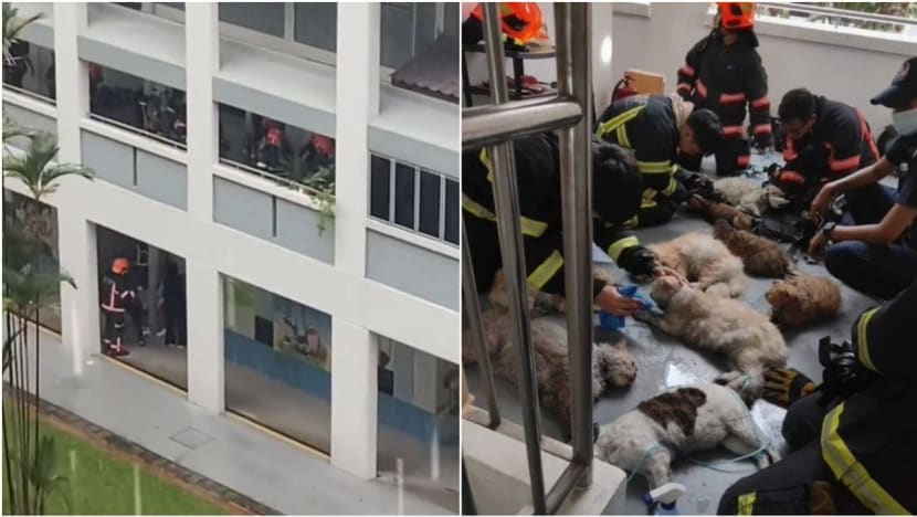 Firefighters rescue and perform CPR on 14 cats after extinguishing fire at Fajar Road flat Firefighters rescue and perform CPR on 14 cats after extinguishing fire at Fajar Road flat