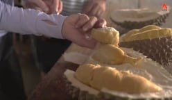 New thorns in town? Here’s why Tupai King, other new durian varieties may be mislabelled