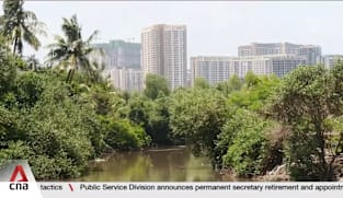 Mumbai's mangroves under threat as city expands