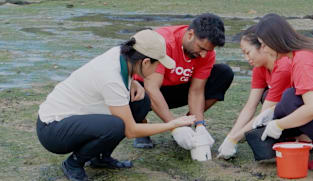 Saving Our Green Lungs - Mangroves & Seagrass