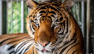 Virus kills dozens of tigers in Thailand park