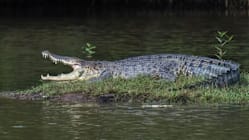 Related article image