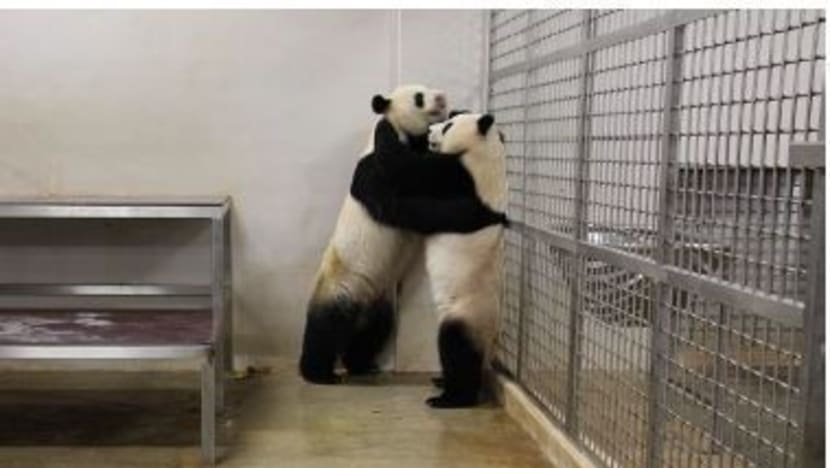 Pandas Kai Kai and Jia Jia ready for mating